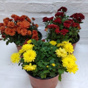 Crisantemo Bola Belga