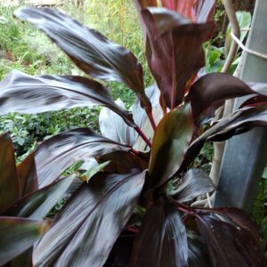 Dracaena rubra M15