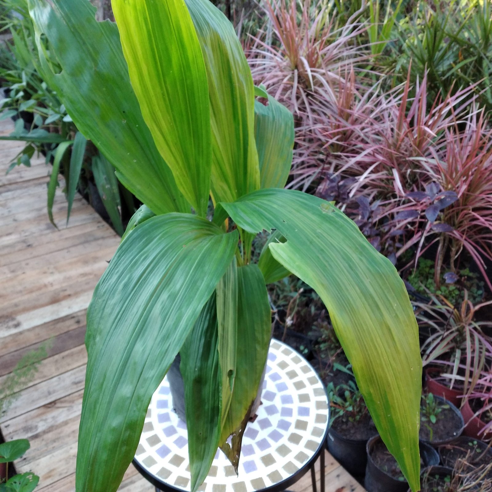 Orquidea Phayus – Vivero Onda Verde