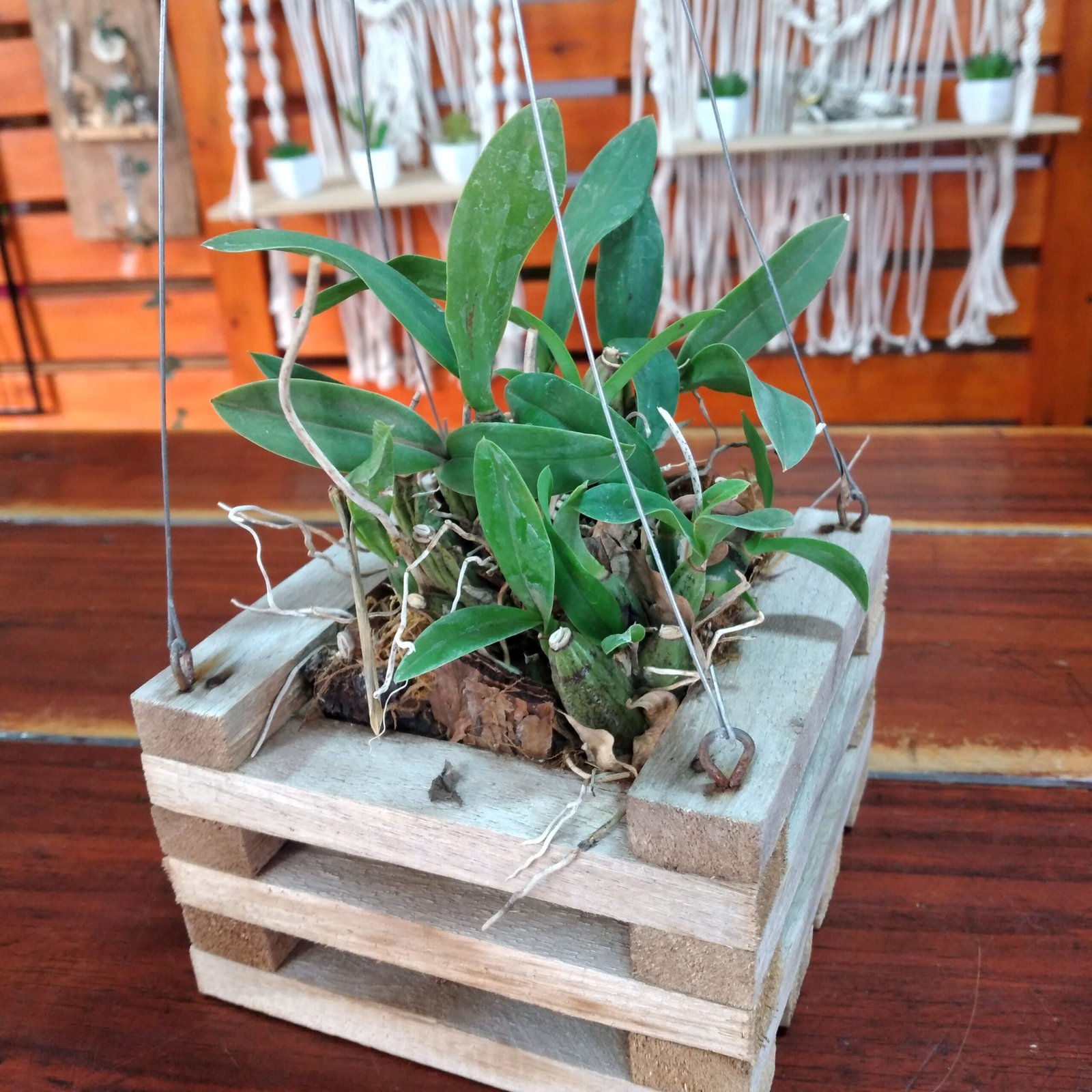 Orquidea Oncidium Canastita de madera – Vivero Onda Verde