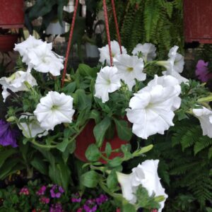 Petunia colgante