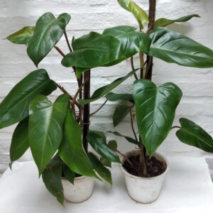 Philodendro Imperial red M14