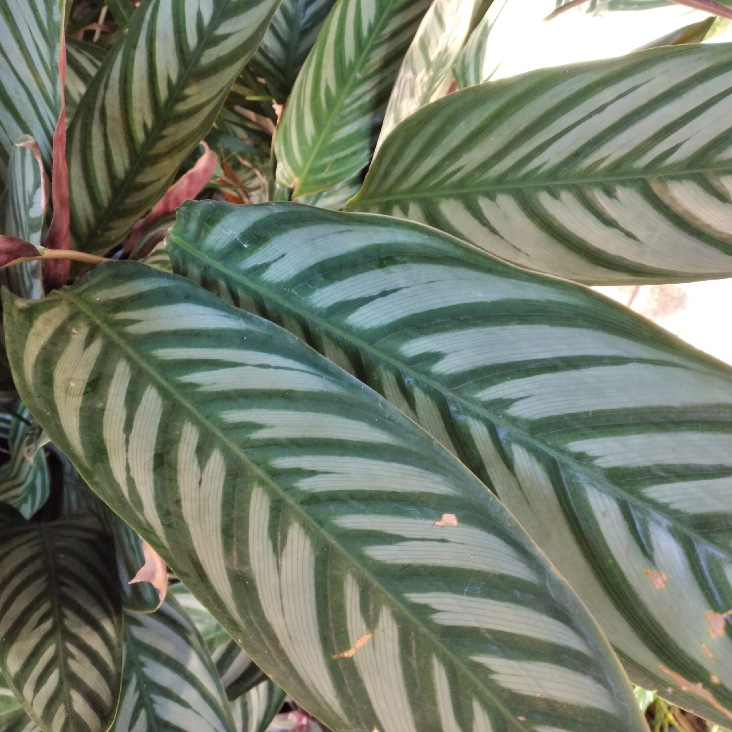 Calathea – Vivero Onda Verde