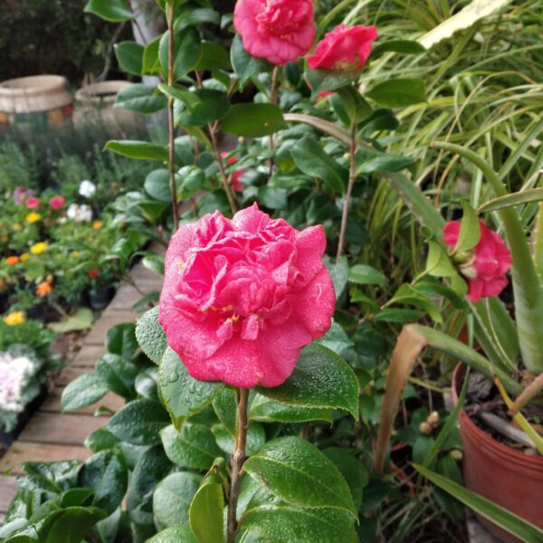 Camelia 5 lts