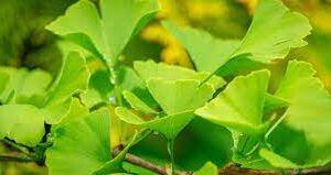 Gingko biloba 15 lts
