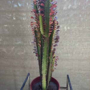 Euphorbia rubra/verde M24 (Grande)