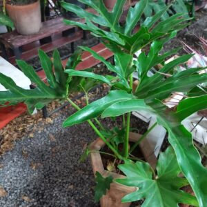 Philodendro Wambe 10 LTS