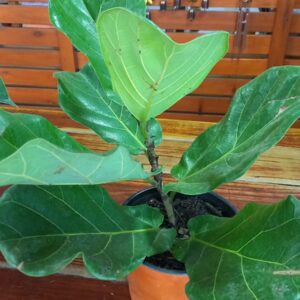 Ficus Lirata 3 lts Hoja grande