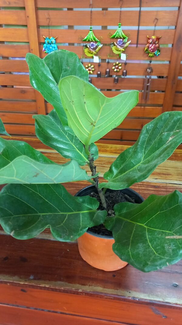 Ficus Lirata 3 lts Hoja grande