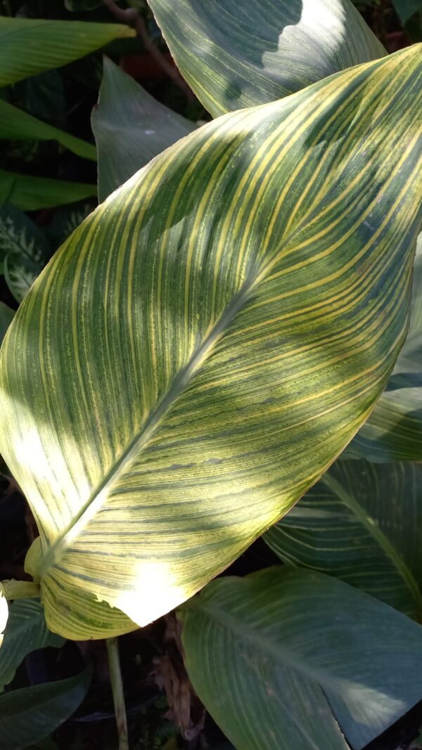 Achira aurea 3 lts
