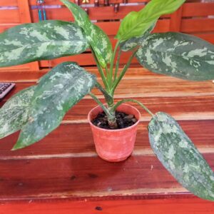 Aglaonema Maria M13