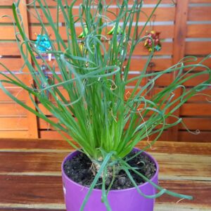 Albhuca Spiralis (cebolla de la suerte)