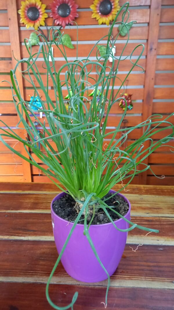 Albhuca Spiralis (cebolla de la suerte)