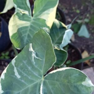 Alocasia marmolada (Mickey Mouse) 3 lts