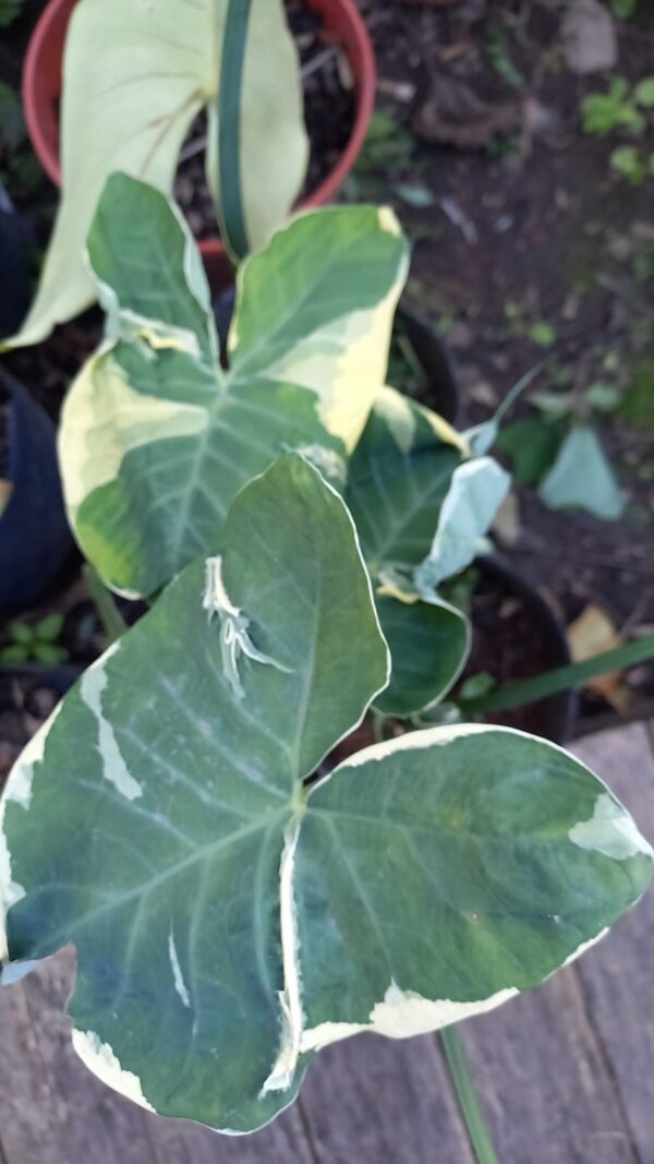 Alocasia marmolada (Mickey Mouse) 3 lts