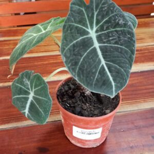 Alocasia negra M12