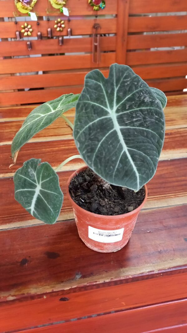 Alocasia negra M12