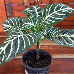 Aphelandra squarosa