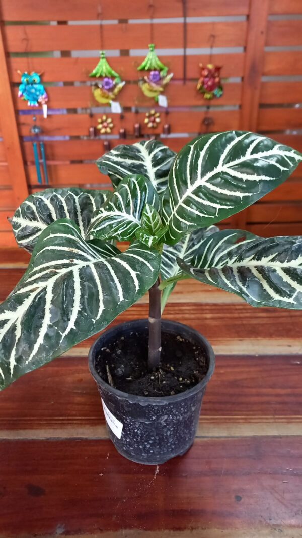 Aphelandra squarosa