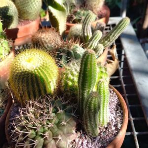 Arreglo 3 cactus Terracota Mendoza