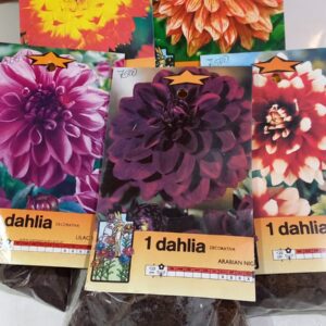 Bulbo de Dahlia