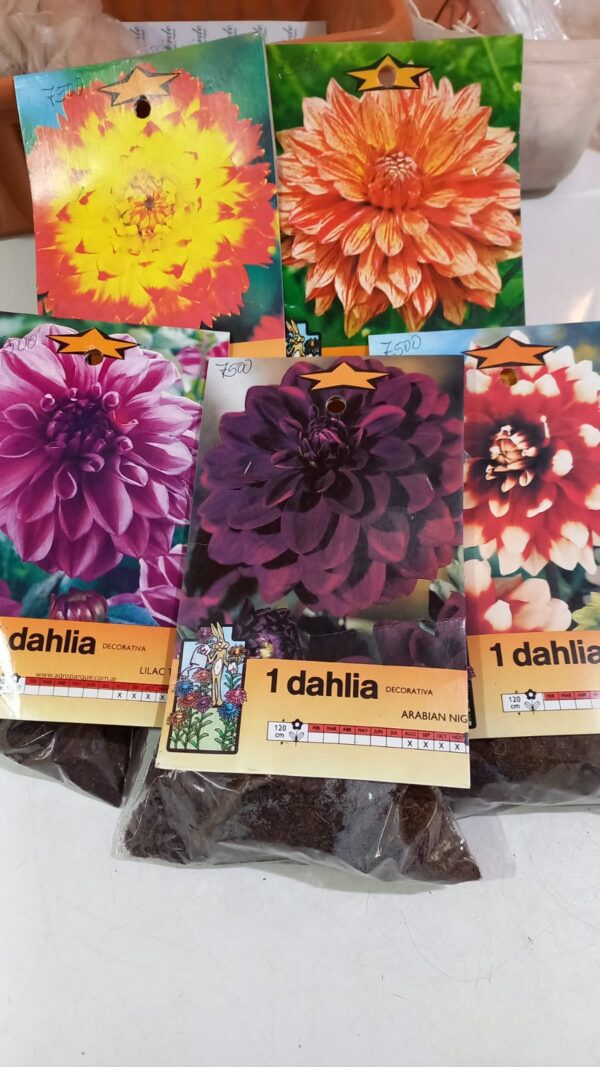 Bulbo de Dahlia