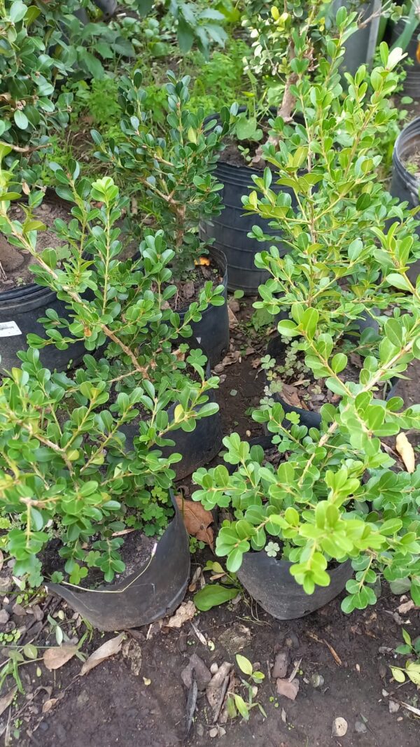 Buxus en 3 lts