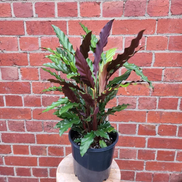 Calathea Rufibarba 3 lts