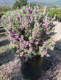 Arbol cenizo 7 lts