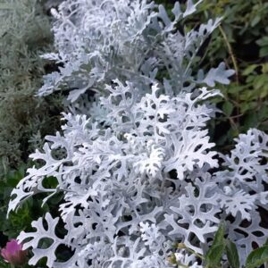 Cineraria maritima 3 lts