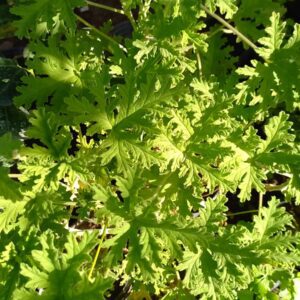 Citronela 3 lts