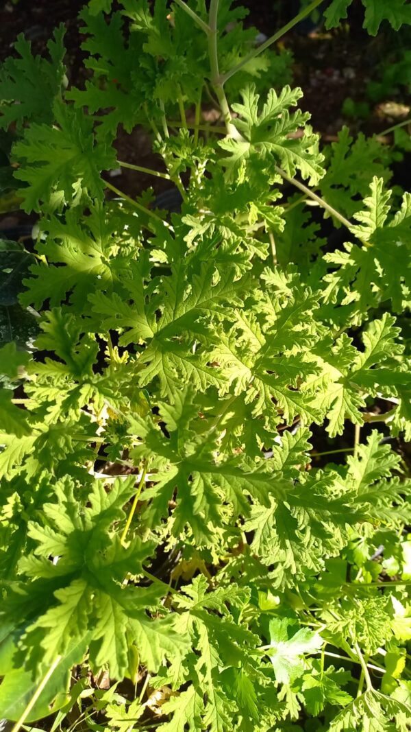 Citronela 3 lts