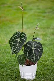 Anthurium clarinervium M12