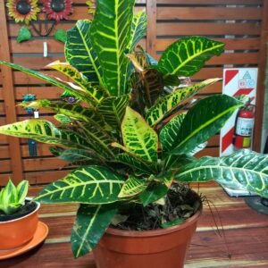 Croton ramificado M24