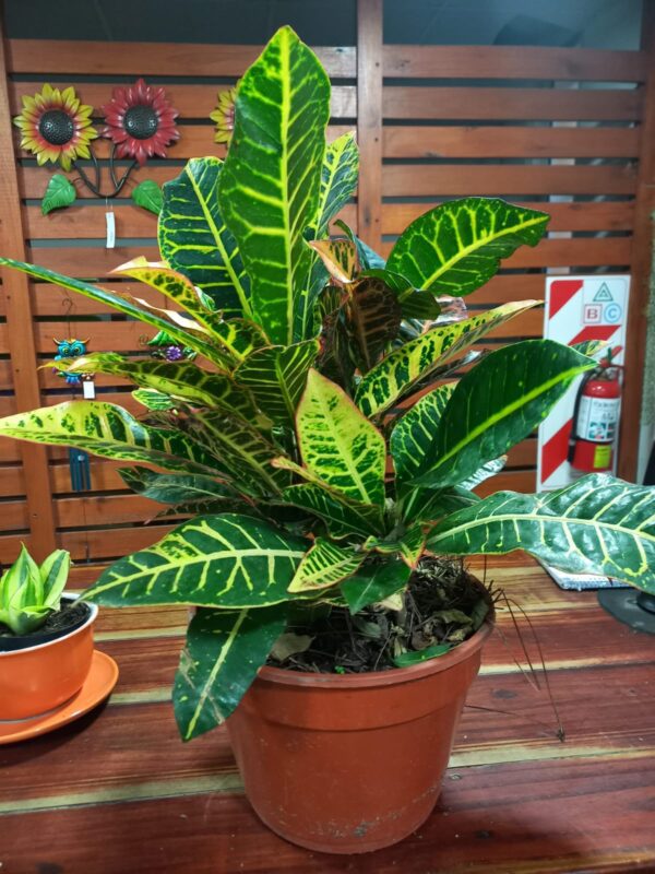 Croton ramificado M24