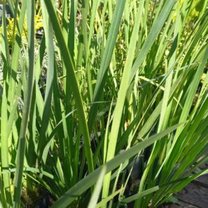 Dietes Grandiflora 3 lts