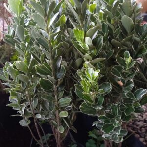 Evonimus Argentea 3 lts