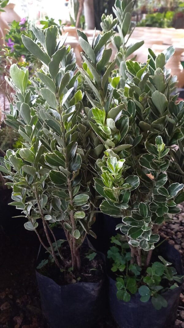 Evonimus Argentea 3 lts