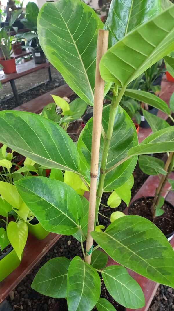 Ficus gomero Altissima M19