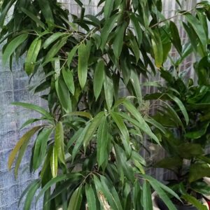 Ficus Anstel 15 lts