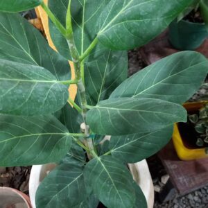 Ficus gomero Audrey M15