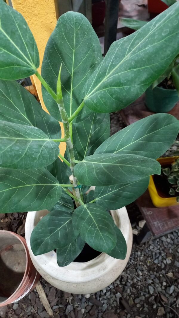 Ficus gomero Audrey M15