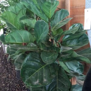 Ficus Lirata 10 lts grande