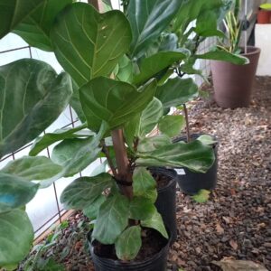 Ficus lirata 2 plantas 8 lts
