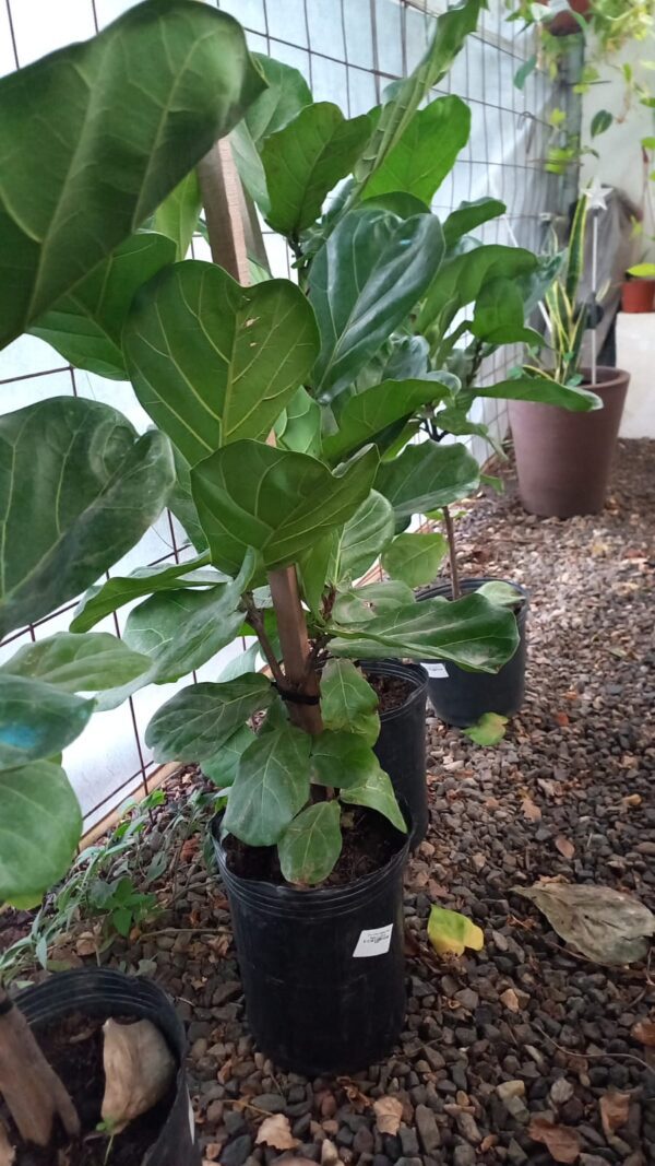 Ficus lirata 2 plantas 8 lts
