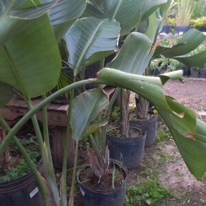 Flor de pájaro blanca 10 lts