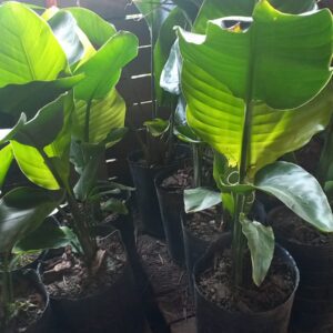 Flor de pájaro blanca 8 ls