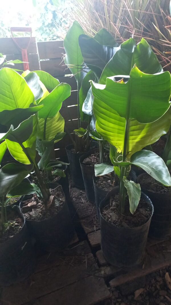 Flor de pájaro blanca 8 ls