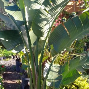 Flor de pajaro blanco 15 lts (Ejemplar)