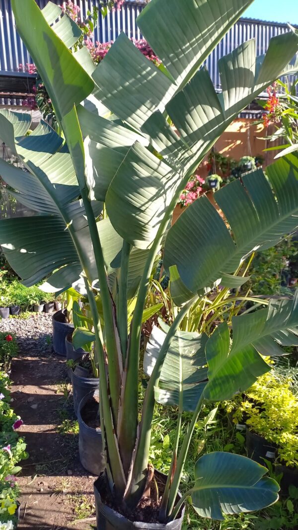 Flor de pajaro blanco 15 lts (Ejemplar)